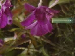 Purple Flower