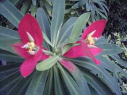 Red Flower